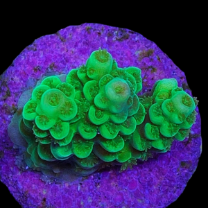 Aquacultured Acro Tenuis Green