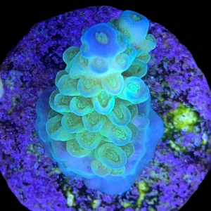 Aquacultured Acro Tenuis Lime Blue Tip