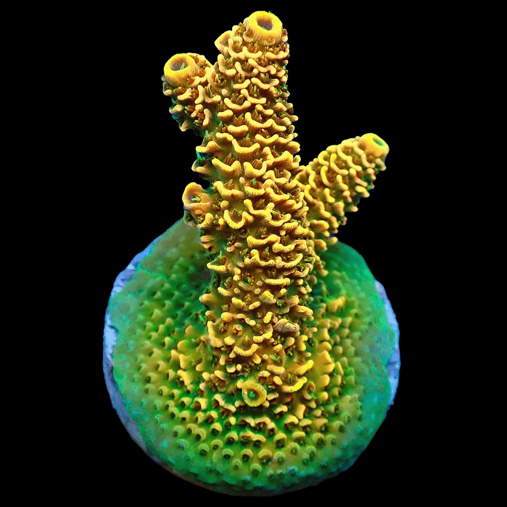 Yellow tenuis one of the most beautiful of the tenuis species