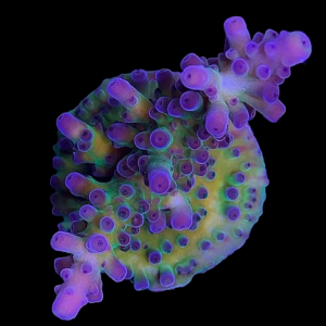 Aquacultured Acro Tortuosa