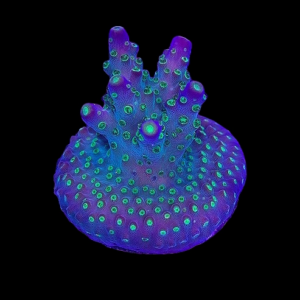 Aquacultured Acro Ying Yang