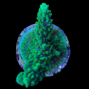 Aquacultured Acro Dallas