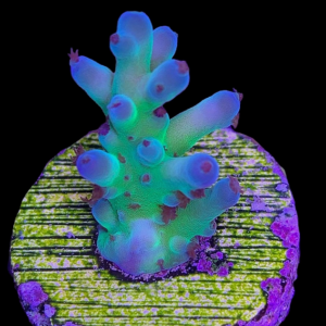 Aquacultured Acro Fakeinata