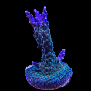 Aquacultured Acro Green Purple Meanie
