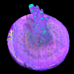 Aquacultured Acro Nuclear Slime