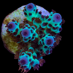 Aquacultured Acro Sarmentosa