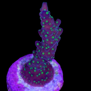 Aquacultured Acro Valida