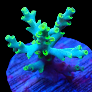 Aquacultured Acro Yoshi