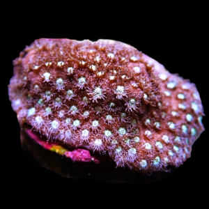 Aquacultured Alveopora Spongiosa