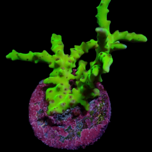 Aquacultured Anacropora Green Goblin