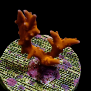 Aquacultured Anacropora TNT