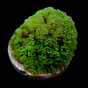 Aquacultured Bernardpora Dragon Fruit