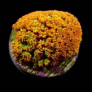 Aquacultured Bernardpora Ginja Ninja