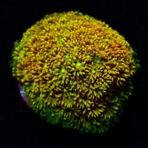 Aquacultured Bernardpora Orange Fever