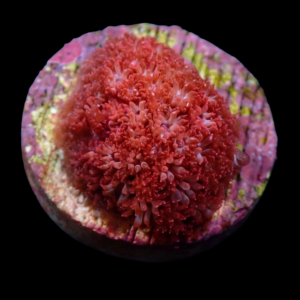 Aquacultured Bernardpora Pink Panther
