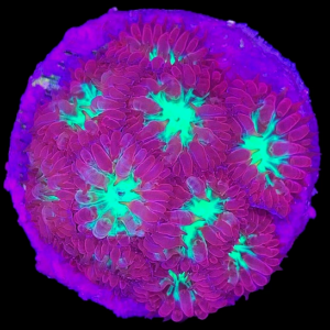 Aquacultured Blasto Merletti 5 to 8 polyps