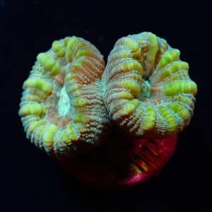 Aquacultured Candy Cane Teal