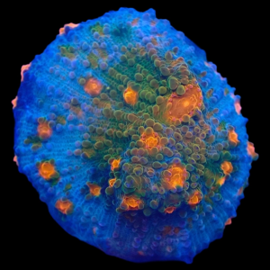 Aquacultured Chalice After Shock