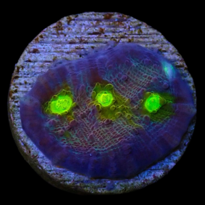 Aquacultured Chalice Golden Eye