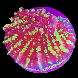 Aquacultured Chalice Goldmeister
