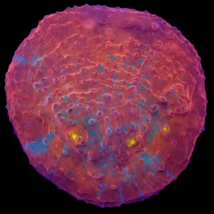 Aquacultured Chalice Pash Rash