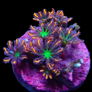 Aquacultured Cloves Fireworks