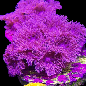 Aquacultured Cloves Mauve