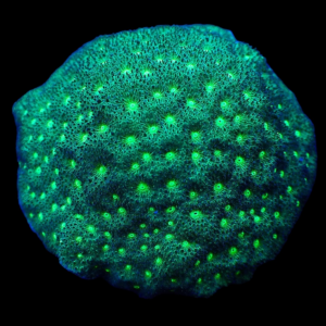 Aquacultured Coscinaraea Shrek