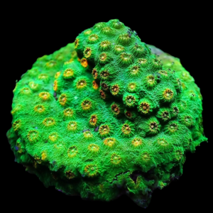 Aquacultured Cyphastrea Ectoplasm