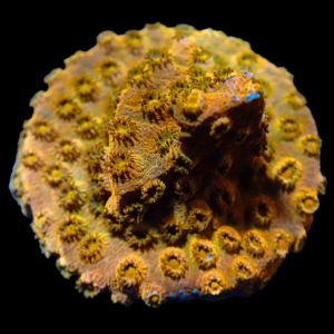 Aquacultured Cyphastrea Gold