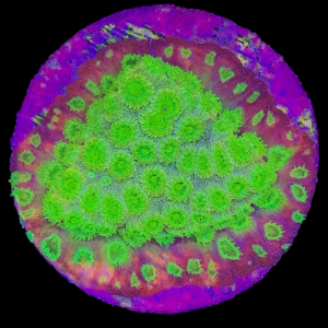 Aquacultured Cyphastrea Lime Coola