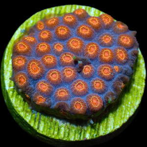 Aquacultured Cyphastrea Meteor Shower