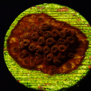 Aquacultured Cyphastrea Red