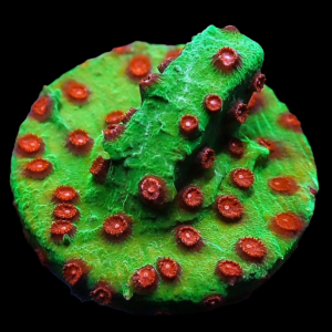 Aquacultured Cyphastrea Watermelon