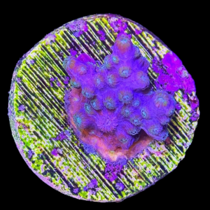 Aquacultured Cyphastrea Decadia