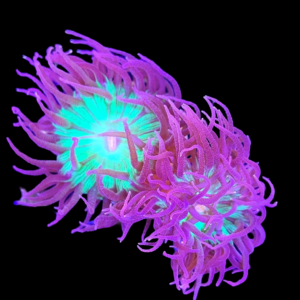 Aquacultured Duncanopsammia 2 to 3 polyps