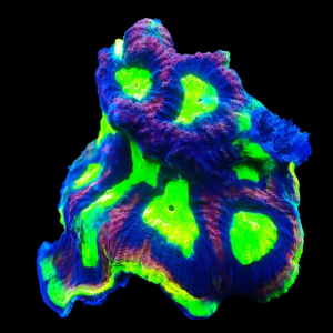 Aquacultured Favia Dragon Soul