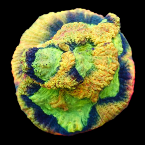 Aquacultured Favia Fortune Cookie