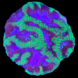 Aquacultured Favites Blue Maze