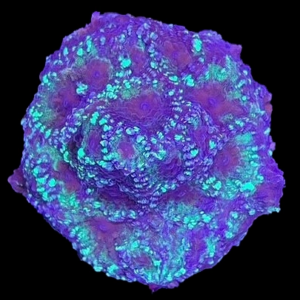 Aquacultured Favites Omicron