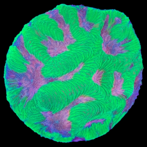 Aquacultured Favites Pink Maze