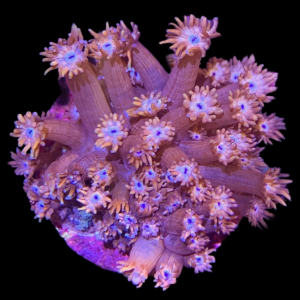 Aquacultured Goniopora Bright Eyes