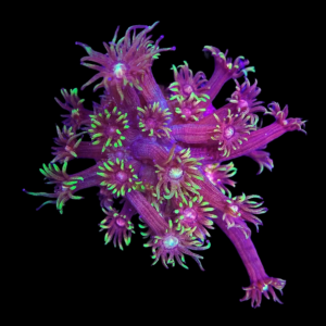 Aquacultured Goniopora Flamin Good