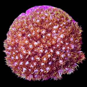 Aquacultured Goniopora Fruticosa Yellow Tip