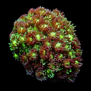 Aquacultured Goniopora Green Glitter