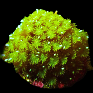 Aquacultured Goniopora Green Somaliensis
