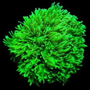 Aquacultured Goniopora Green Toxic