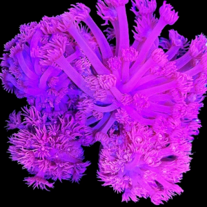 Aquacultured Goniopora Hologram
