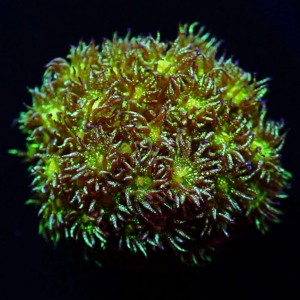 Aquacultured Goniopora Neon Green Glitter