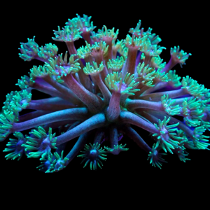 Aquacultured Goniopora Ocean Motion
